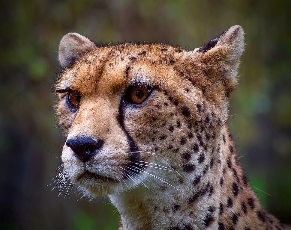 Northwest African Cheetah