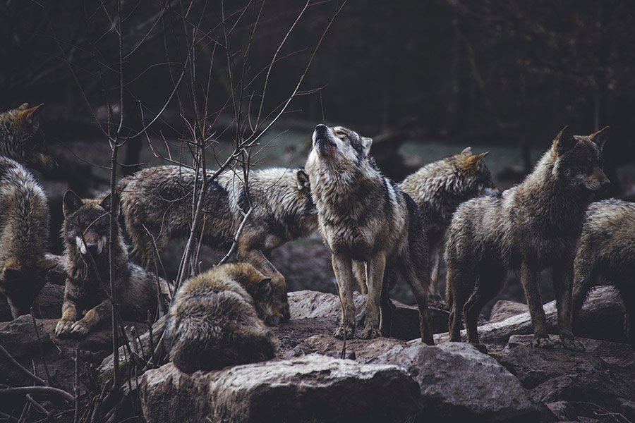 Pack of wolves