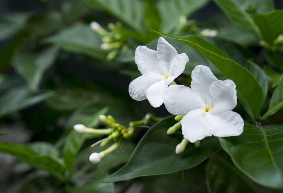 Pakistan Jasmine 1