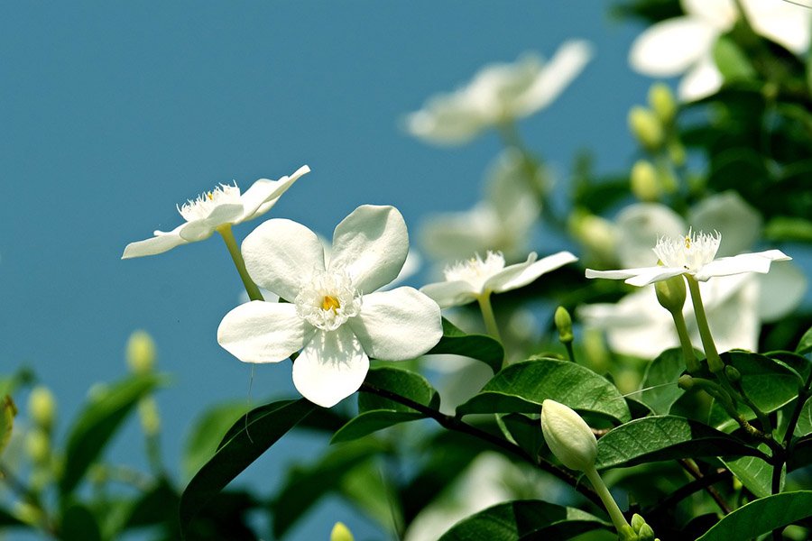 Pakistan Jasmine 2