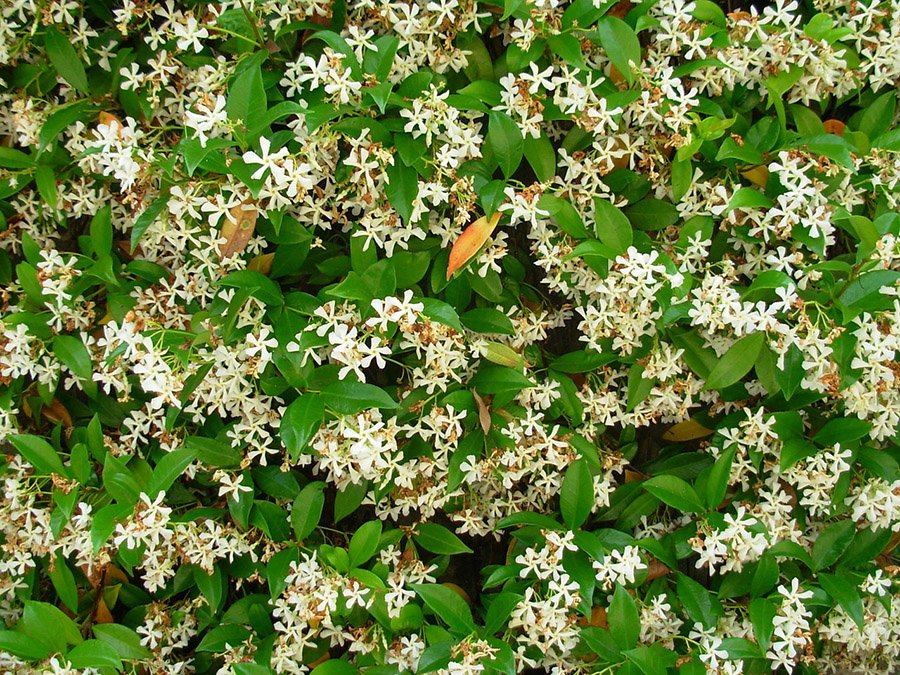 Pakistan Jasmine 3