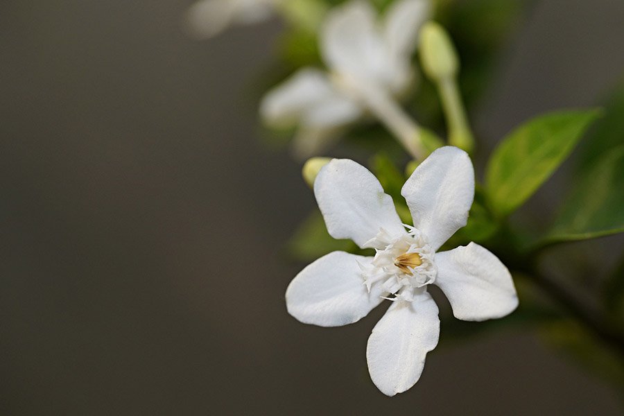 Pakistan Jasmine 4