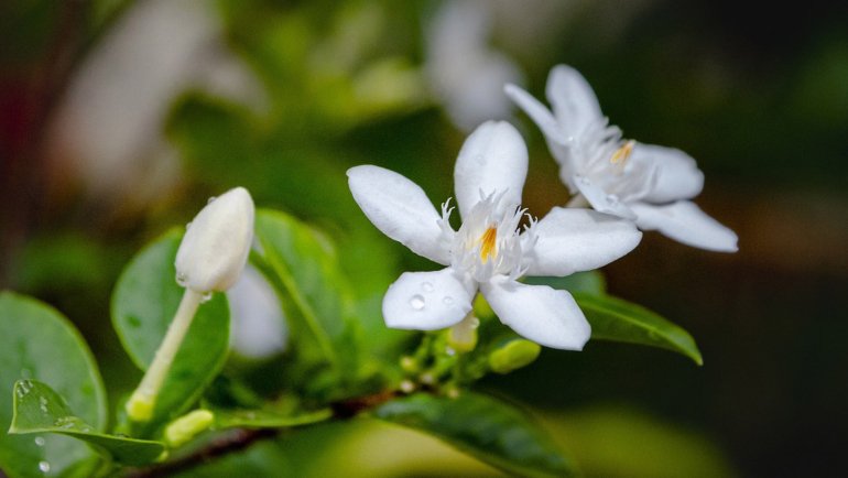 Pakistan Jasmine - Hero