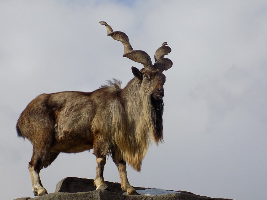 Pakistan Markhor