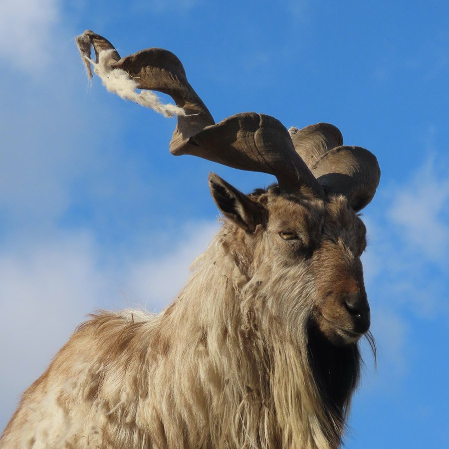 Pakistan Markhor