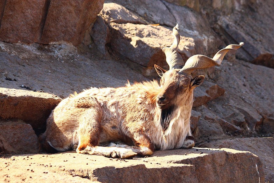 Pakistan Markhor