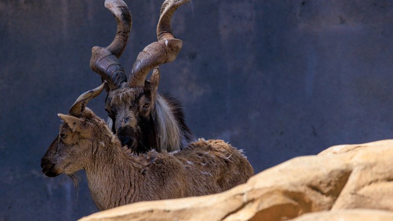 Pakistan Markhor