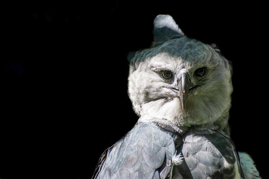 Panama Harpy Eagle 2