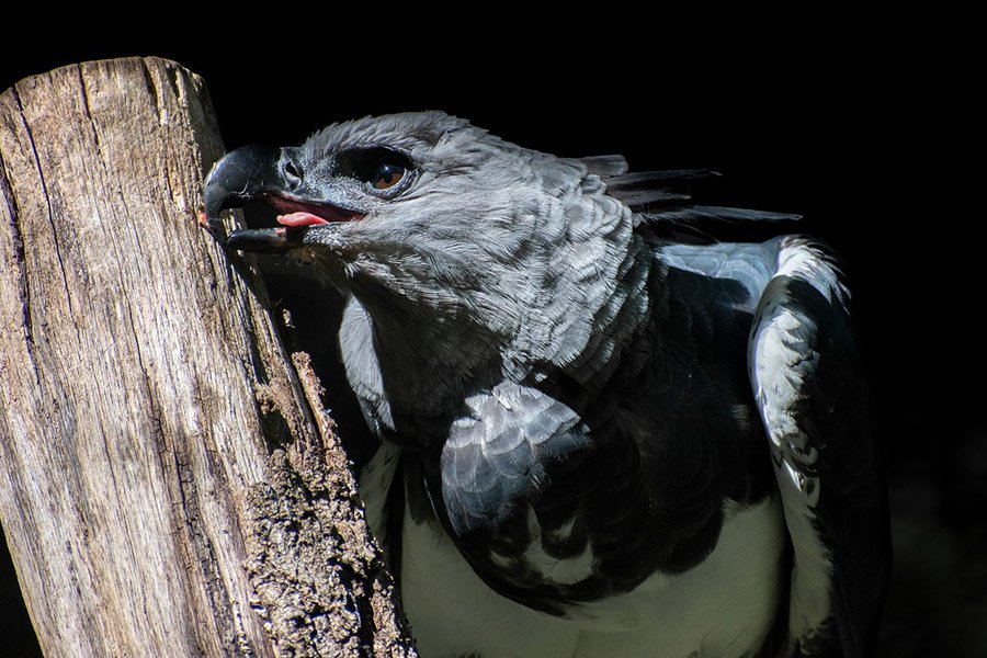 Panama Harpy Eagle 3