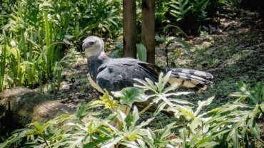 Panama Harpy Eagle - Hero