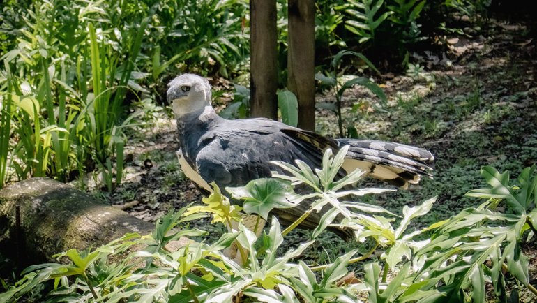 Panama Harpy Eagle - Hero