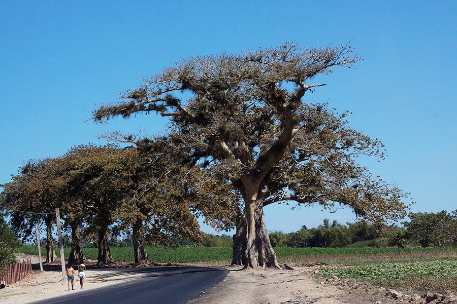 Panama Sterculia apetala 