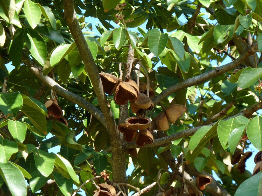 Panama Sterculia apetala 