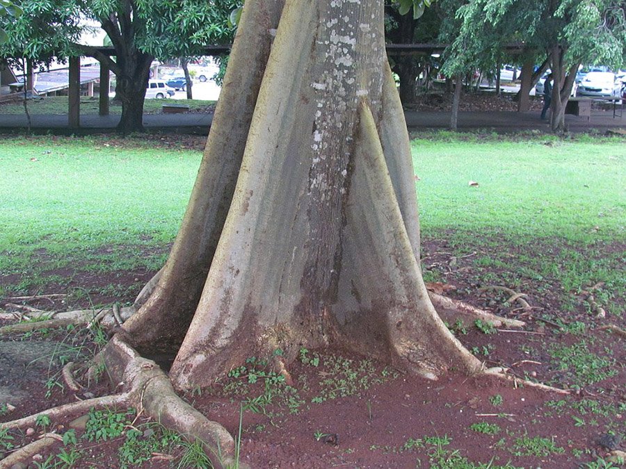 Panama Sterculia apetala