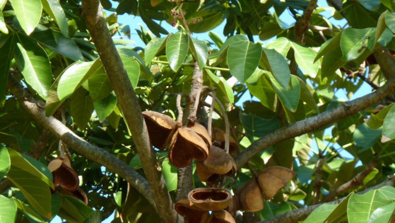 Panama Sterculia apetala - Hero