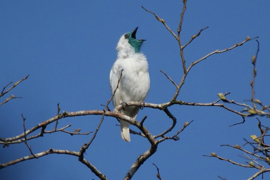 Paraguay Bare-Throated Bellbird 1