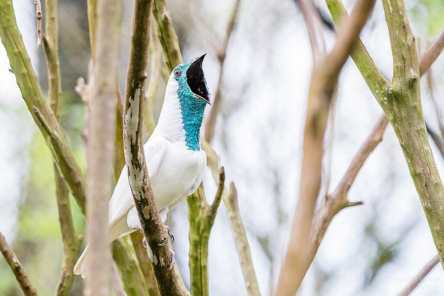 Paraguay Bare-Throated Bellbird-2