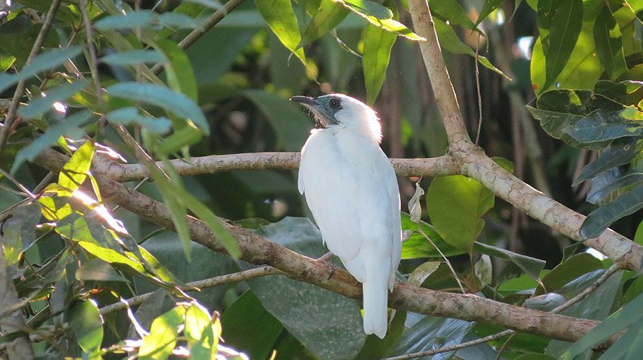 Paraguay Bare-Throated Bellbird 3