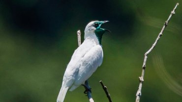 Paraguay Bare-Throated Bellbird - Hero