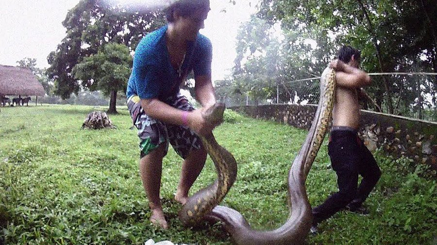 Persons carrying an anaconda