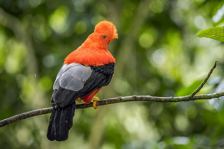 Peru Andean Cock-of-the-Rock 1