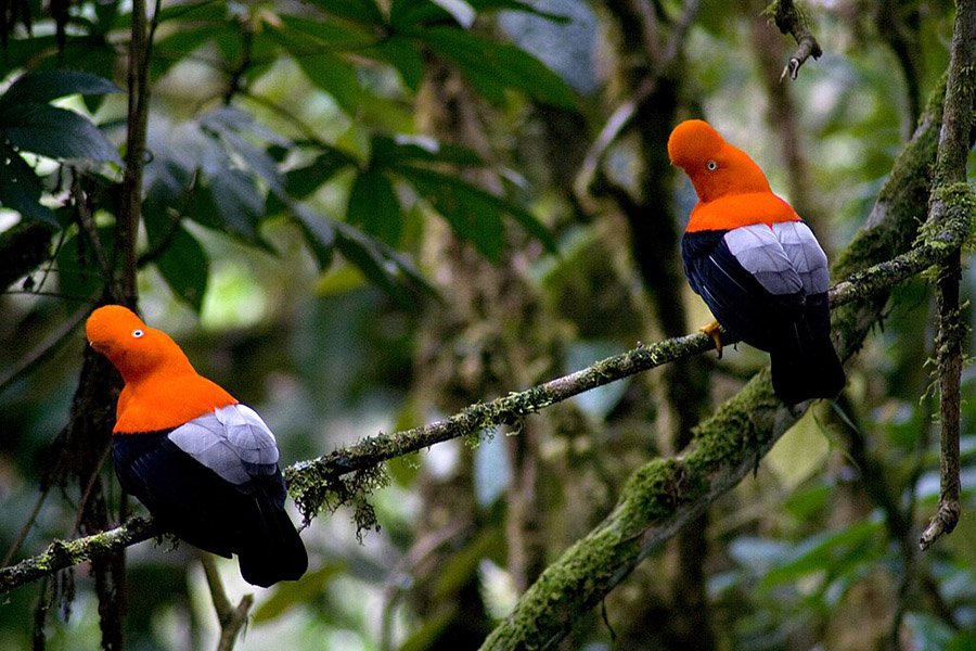 Peru Andean Cock-of-the-Rock 2