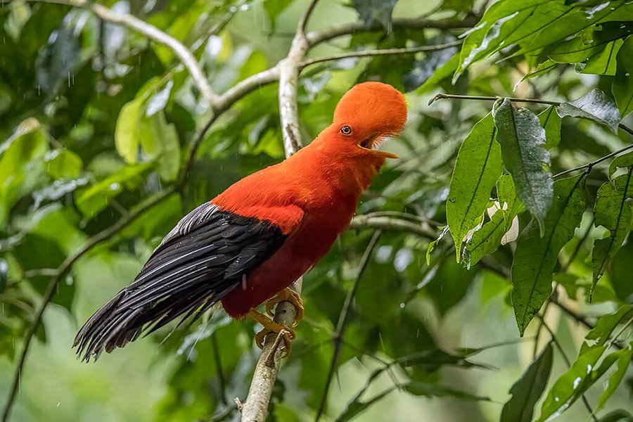 Peru Andean Cock-of-the-Rock 3