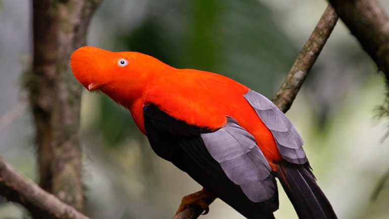 Peru Andean Cock-of-the-Rock - Hero