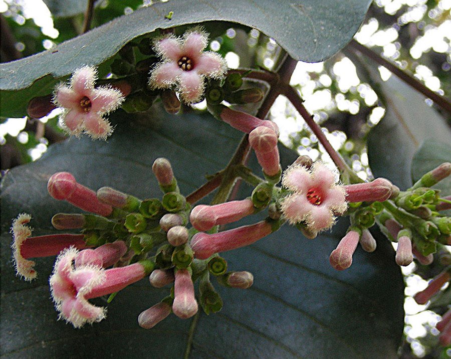 Peru Cinchona 2