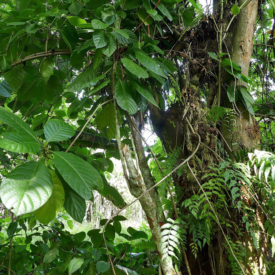 Peru Cinchona 3