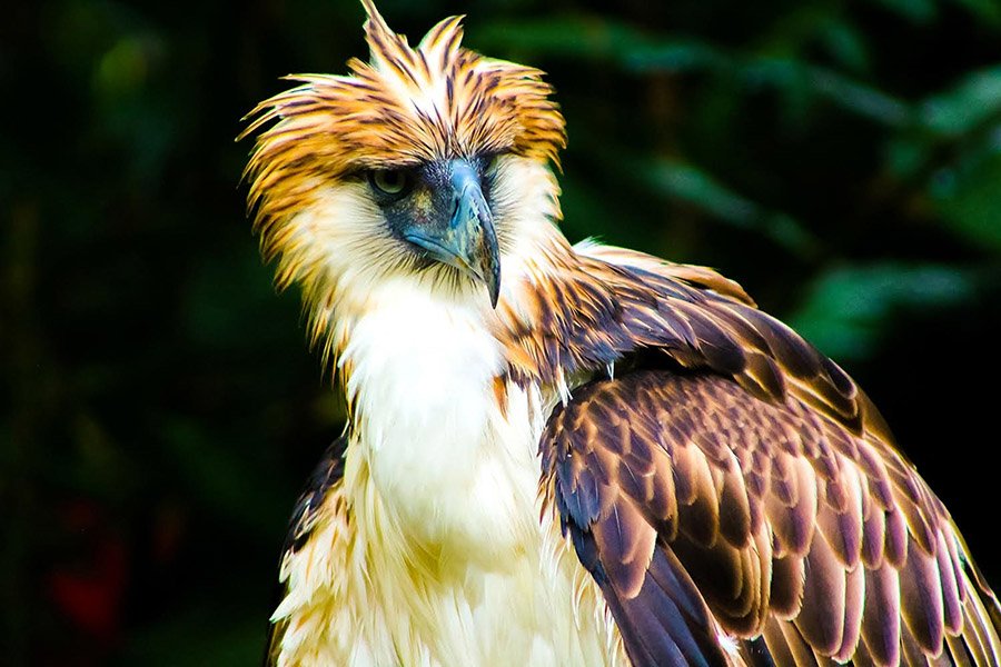 Philippine Eagle