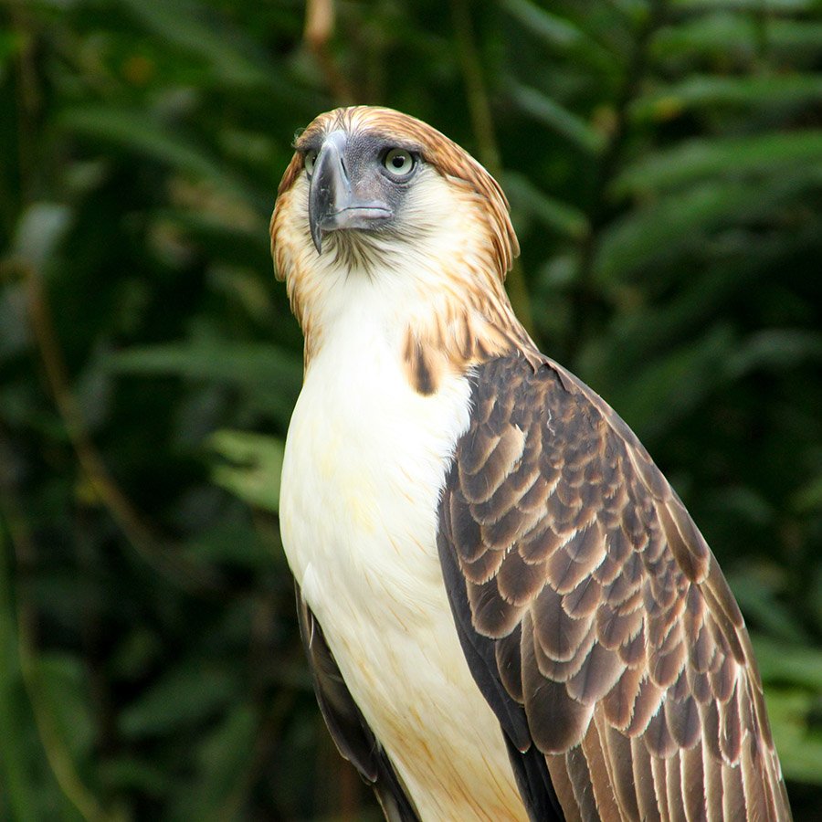 Philippine Eagle