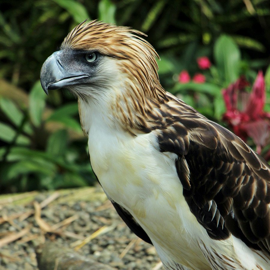 Philippine Eagle