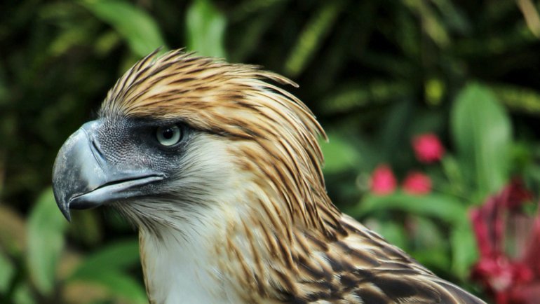 Philippine Eagle