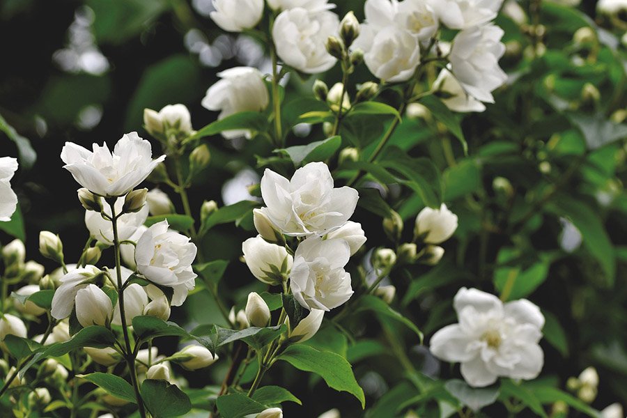 Philippines Jasmine