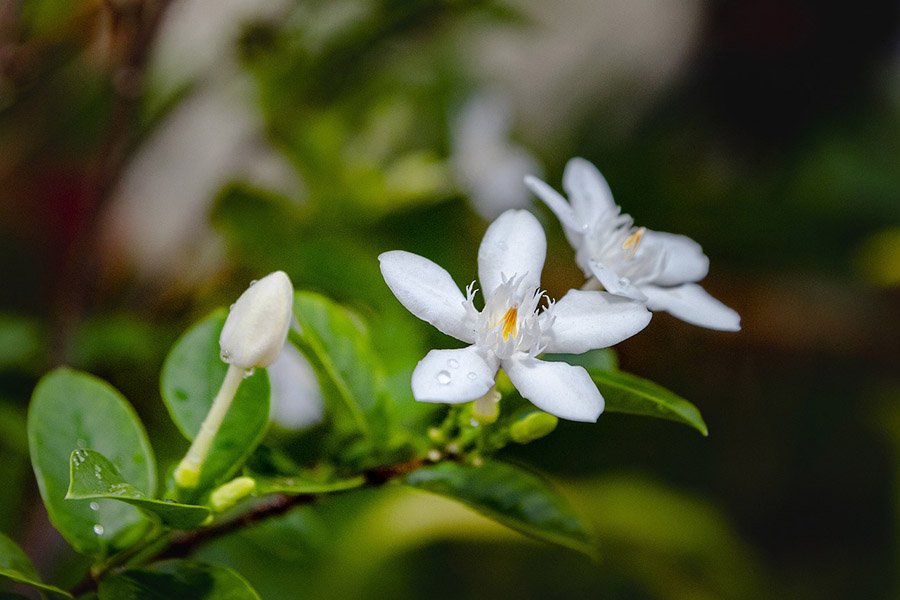 Philippines Jasmine