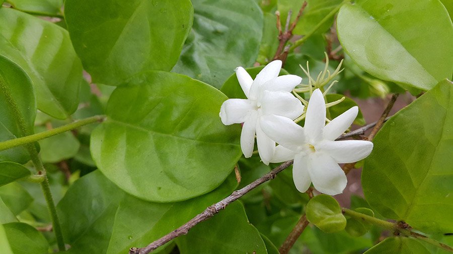 Philippines Jasmine