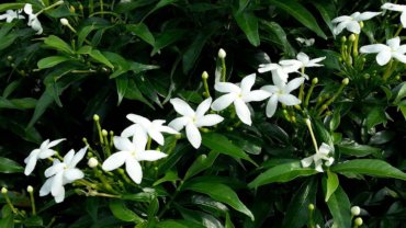 Philippines Jasmine