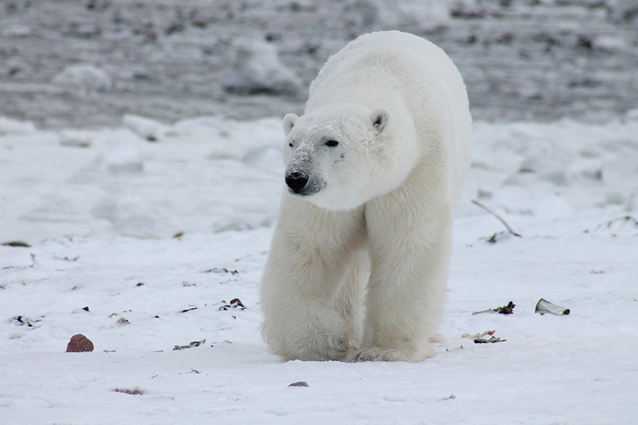 Polar bear