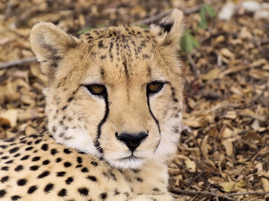 Portrait of a cheetah