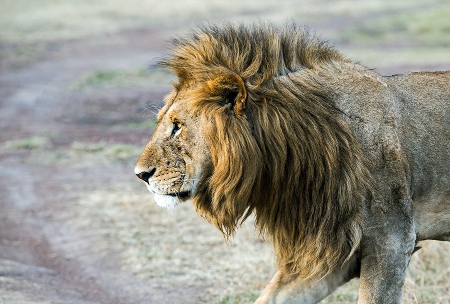 Portrait of a male lion