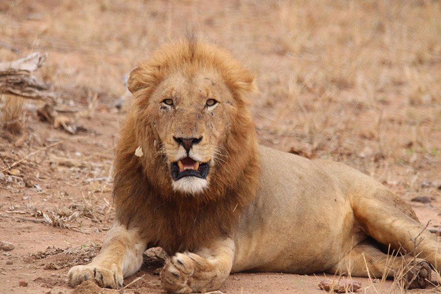 Powerful lion in South Africa