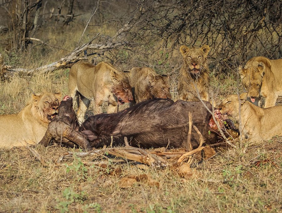 Pride of lions eating