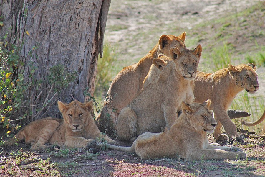 Pride of lions in Tanzania