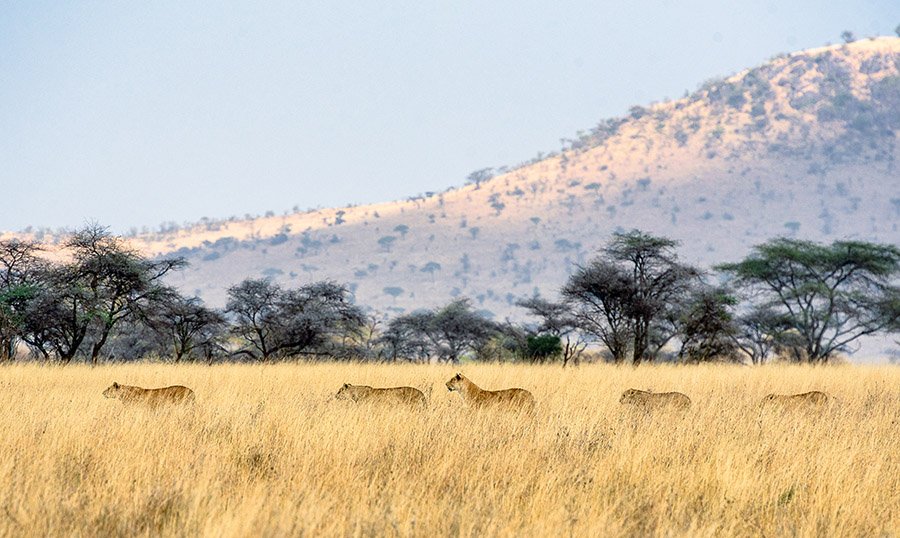 Pride of lions in tall grass