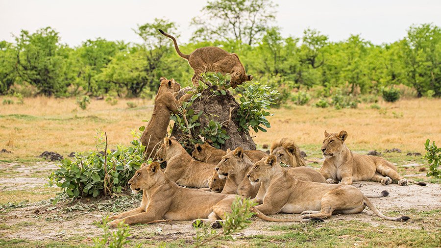 Pride of lions with cubs