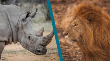 Rhino vs Lion