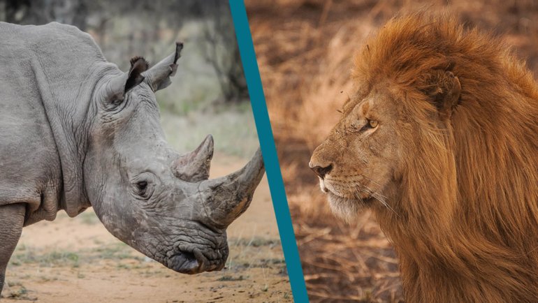 Rhino vs Lion