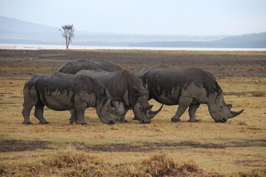 Rhinos eating