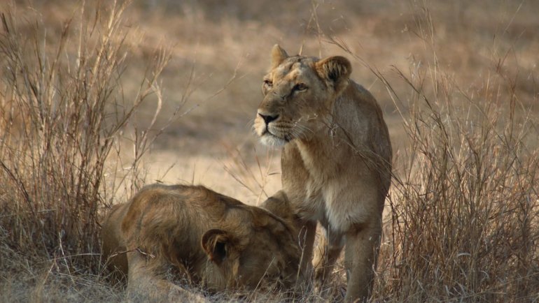 Singapore Asiatic Lion